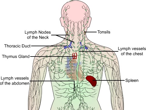 upper body lymphnodes
